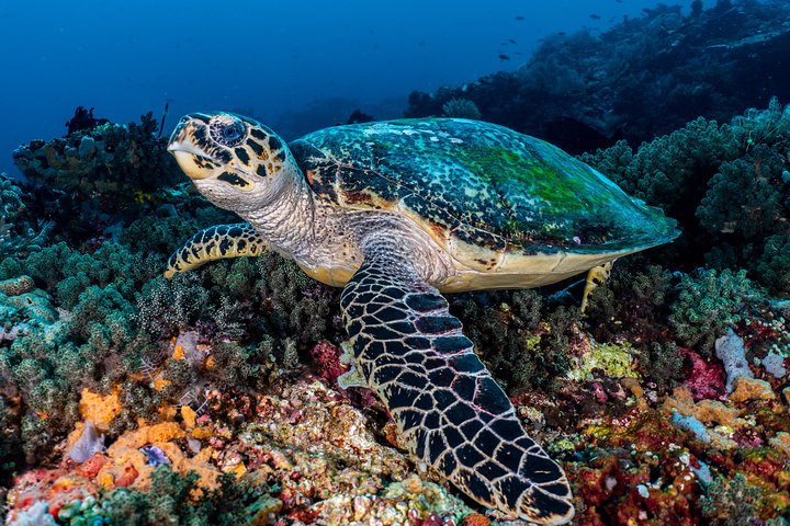 7 Fun Dives in Pemuteran (for certified divers) - Exploration in Menjangan Park