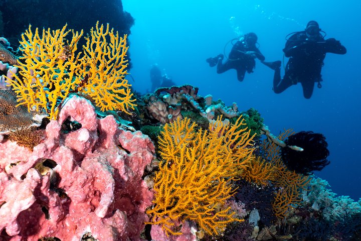 7 Fun Dives in Pemuteran (for certified divers) - Exploration in Menjangan Park