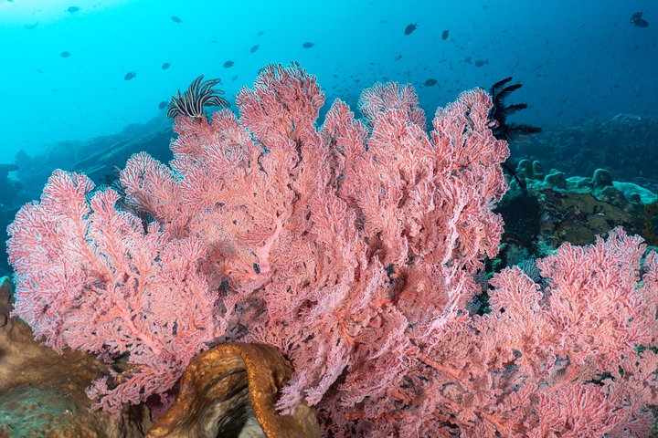 7 Fun Dives in Pemuteran (for certified divers) - Exploration in Menjangan Park