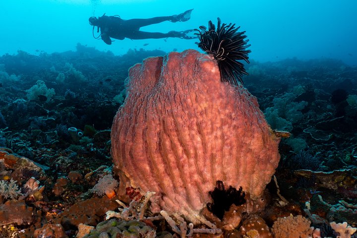 7 Fun Dives in Pemuteran (for certified divers) - Exploration in Menjangan Park