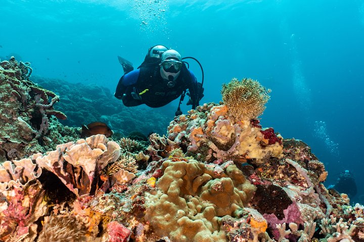 7 Fun Dives in Pemuteran (for certified divers) - Exploration in Menjangan Park