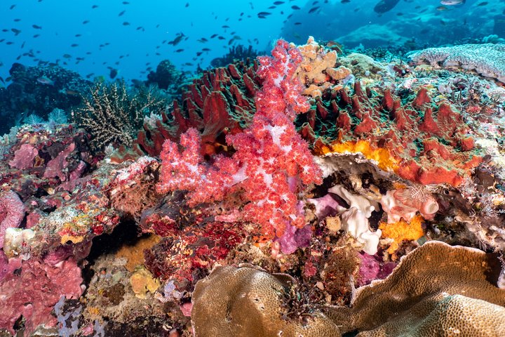 7 Fun Dives in Pemuteran (for certified divers) - Exploration in Menjangan Park