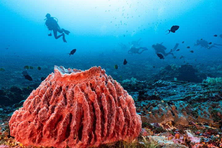 7 Fun Dives in Pemuteran (for certified divers) - Exploration in Menjangan Park
