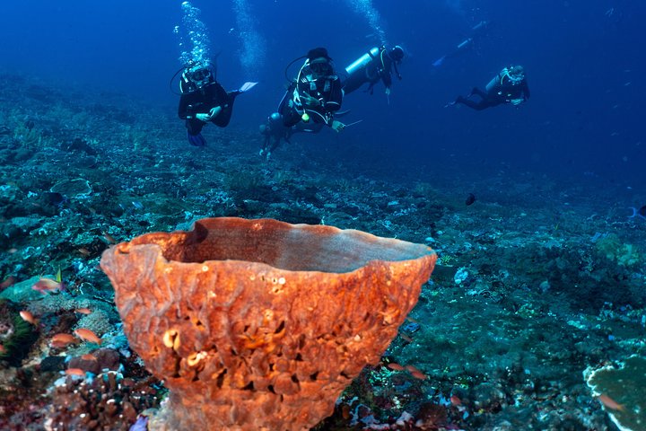 7 Fun Dives in Pemuteran (for certified divers) - Exploration in Menjangan Park