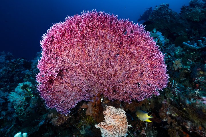 7 Fun Dives in Pemuteran (for certified divers) - Exploration in Menjangan Park