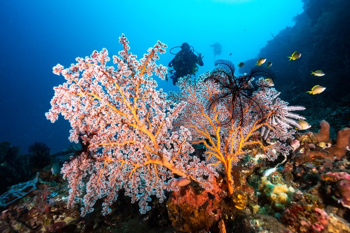 7 Fun Dives in Pemuteran (for certified divers) - Exploration in Menjangan Park