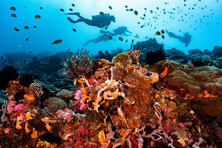 7 Fun Dives in Pemuteran (for certified divers) - Exploration in Menjangan Park