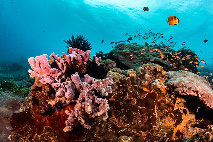 7 Fun Dives in Pemuteran (for certified divers) - Exploration in Menjangan Park