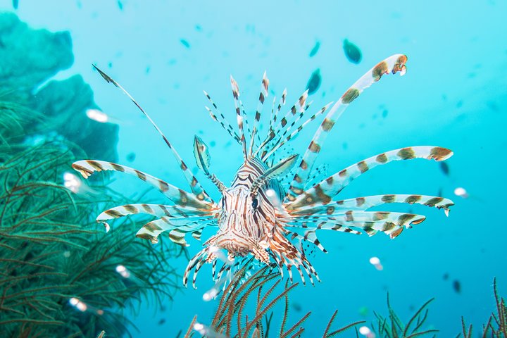 7 Fun Dives in Pemuteran (for certified divers) - Exploration in Menjangan Park