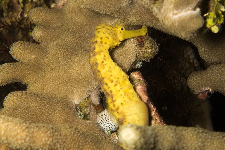 7 Fun Dives in Pemuteran (for certified divers) - Exploration in Menjangan Park