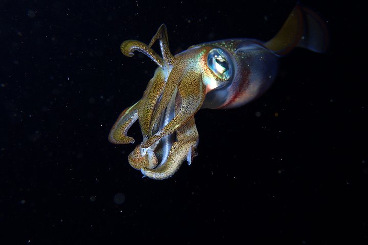 7 Fun Dives in Pemuteran (for certified divers) - Exploration in Menjangan Park