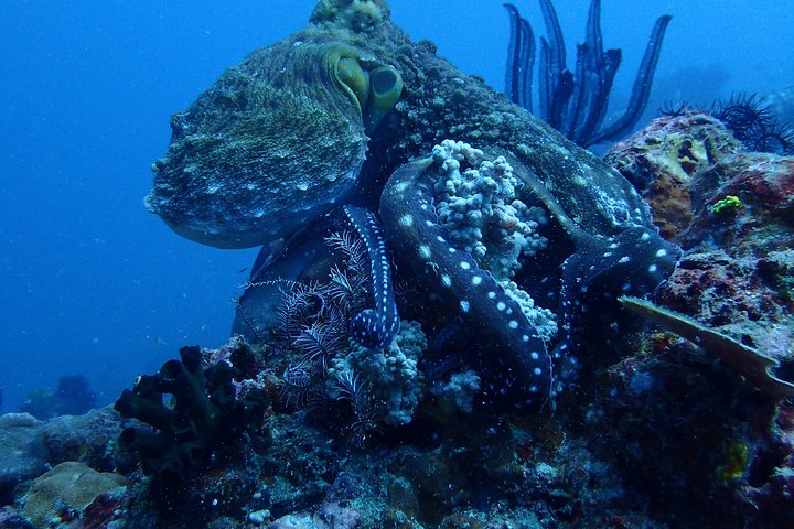 7 Fun Dives in Pemuteran (for certified divers) - Exploration in Menjangan Park