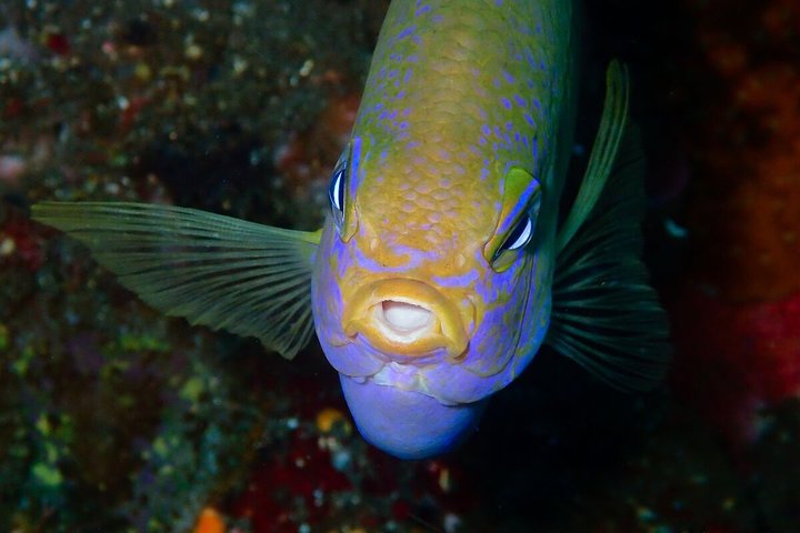 7 Fun Dives in Pemuteran (for certified divers) - Exploration in Menjangan Park