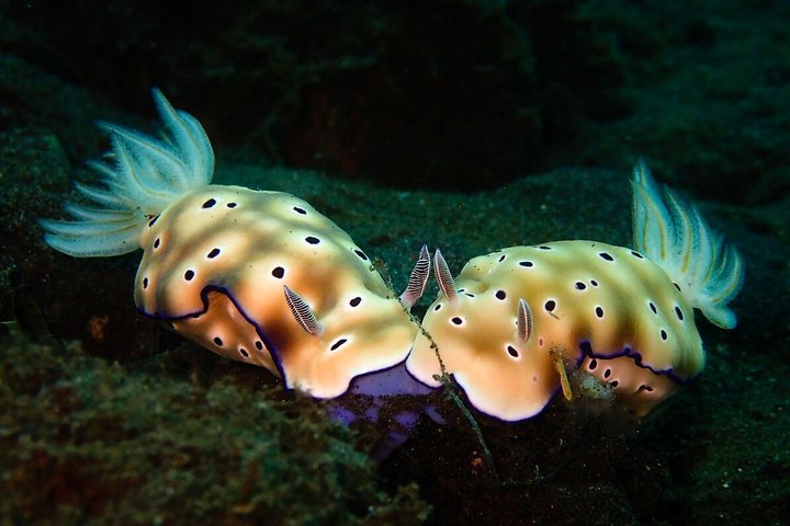 7 Fun Dives in Pemuteran (for certified divers) - Exploration in Menjangan Park