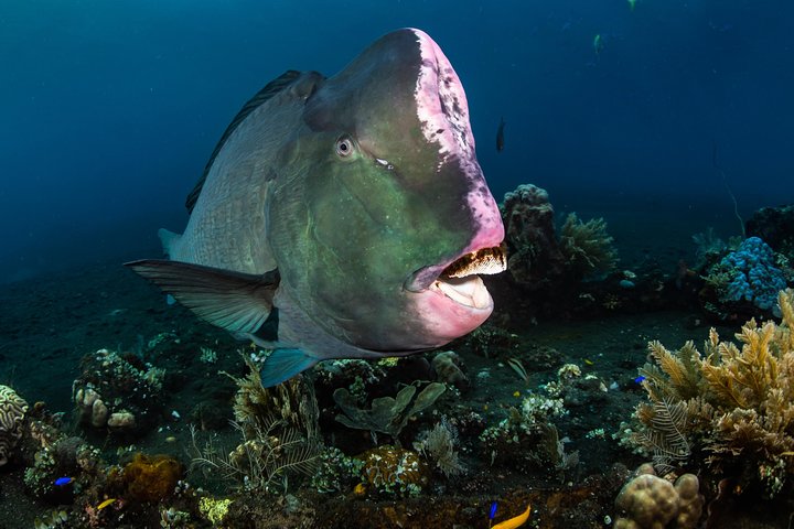 Open Water Course in Tulamben - Get Certified in Bali