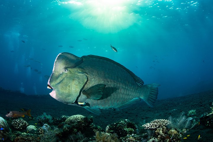 Open Water Course in Tulamben - Get Certified in Bali