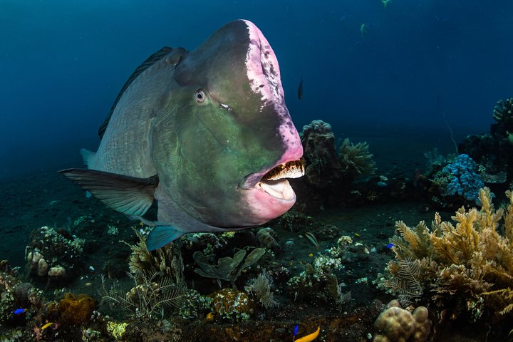 5 Fun Dives in Tulamben (for certified divers) - Discover famous diving sites