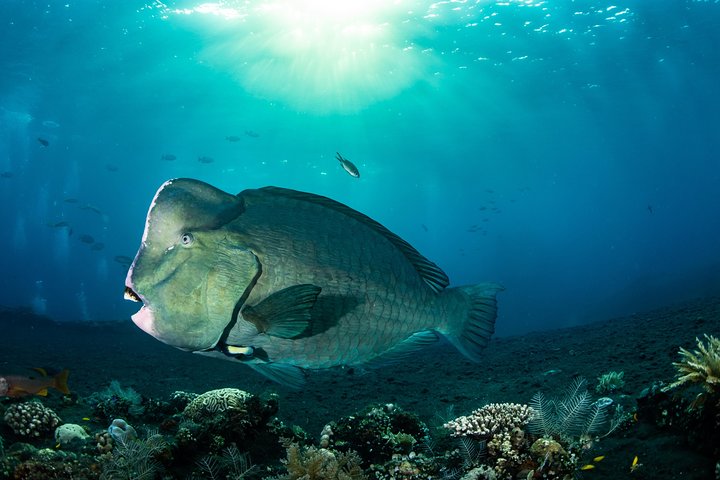 5 Fun Dives in Tulamben (for certified divers) - Discover famous diving sites