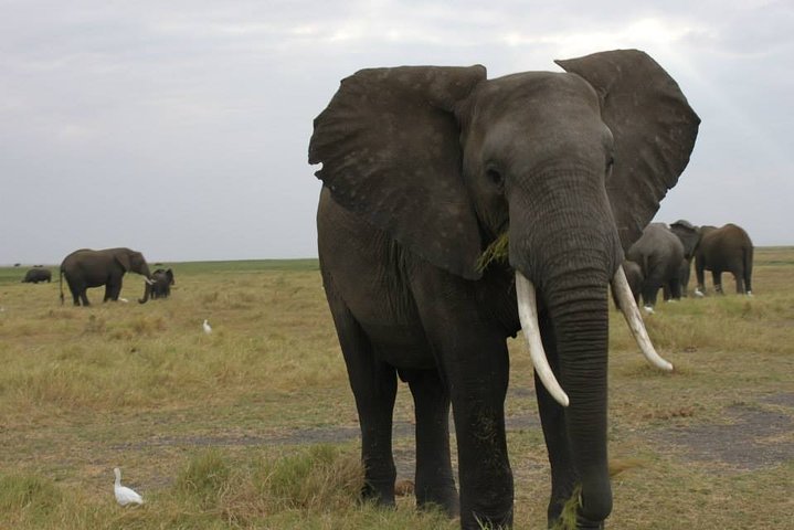 1 Day Moremi Game Drive Safari, guided