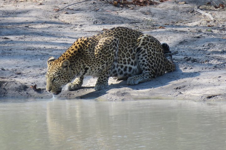 1 Day Moremi Game Drive Safari, guided
