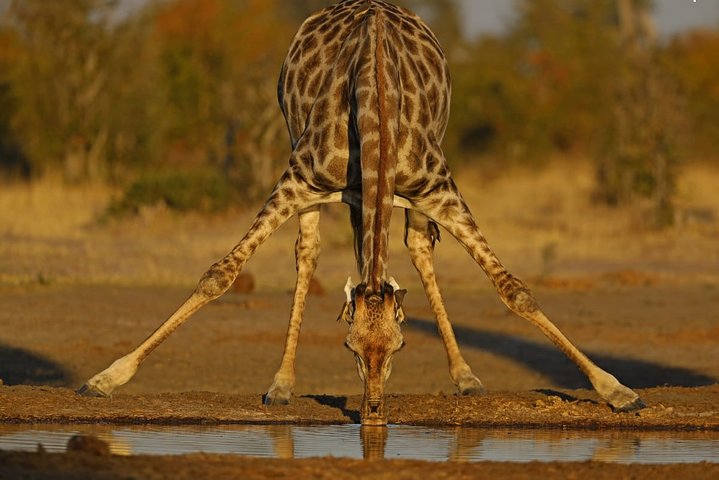 1 Day Moremi Game Drive Safari, guided