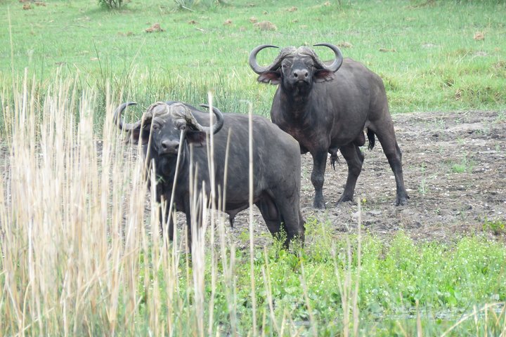 2 Nights Okavango Delta Mokoro WildCamping Tour, all-inclusive