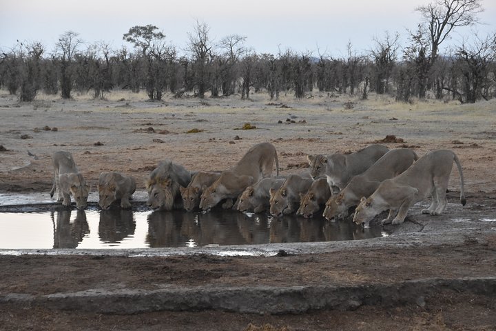 3 Day Desert Trail: Central Kalahari Game Reserve - WildCamping Safari