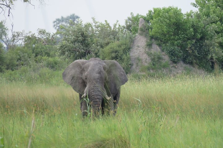 2 Nights Okavango Delta Mokoro WildCamping Tour, all-inclusive