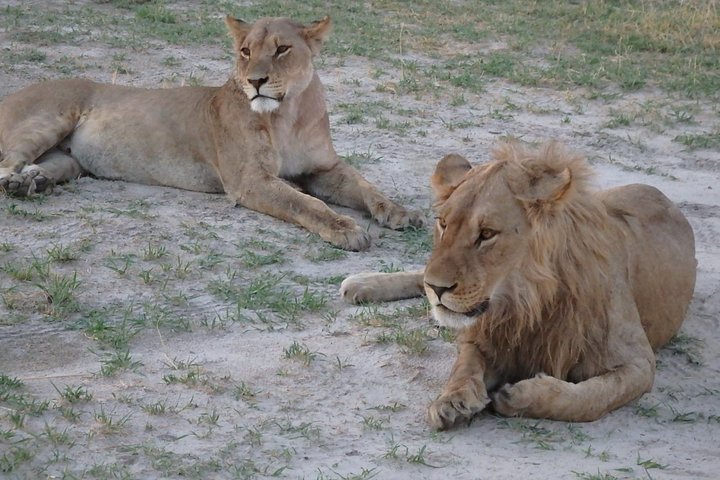 3 Day Desert Trail: Central Kalahari Game Reserve - WildCamping Safari