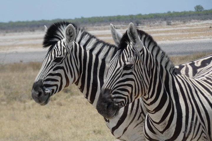 3 Day Desert Trail: Central Kalahari Game Reserve - WildCamping Safari