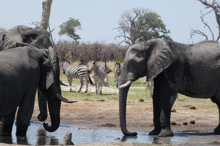 3 Day Desert Trail: Central Kalahari Game Reserve - WildCamping Safari