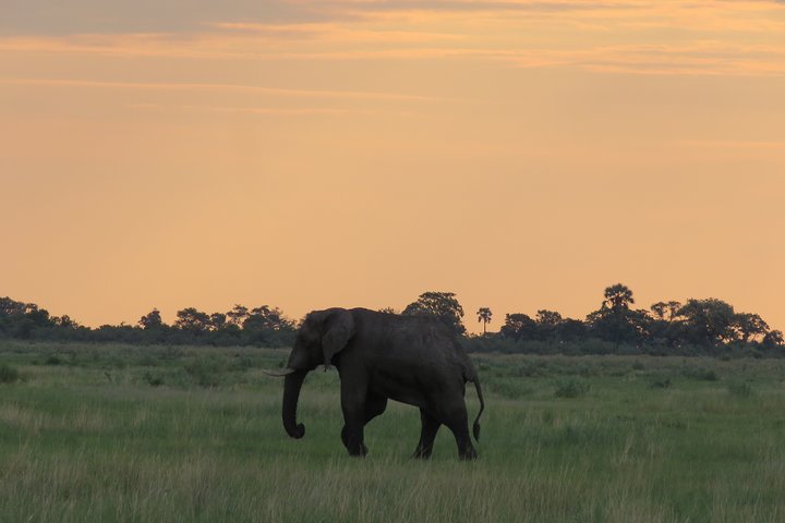 2 Nights Okavango Delta Mokoro WildCamping Tour, all-inclusive