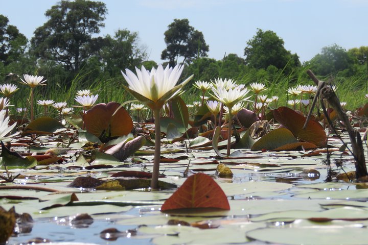 2 Nights Okavango Delta Mokoro WildCamping Tour, all-inclusive