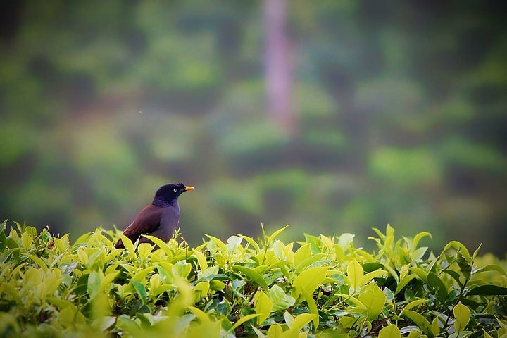 Hill Station Tour from Coimbatore to Valparai - 2 days
