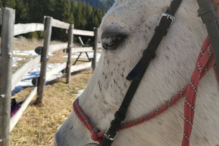 Horse Riding in the Heart of the Rhodope Mountains
