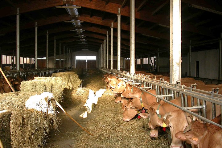 From Parma: Parmigiano Reggiano Farm Tour & Tasting with Transfer