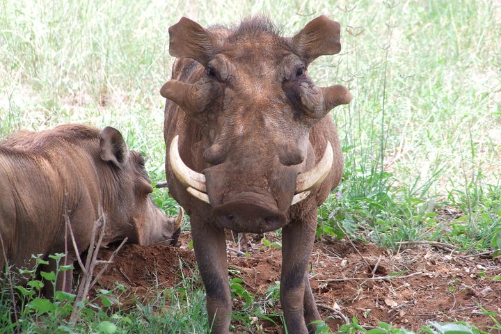 3 Days Tsavo East & West Safari.