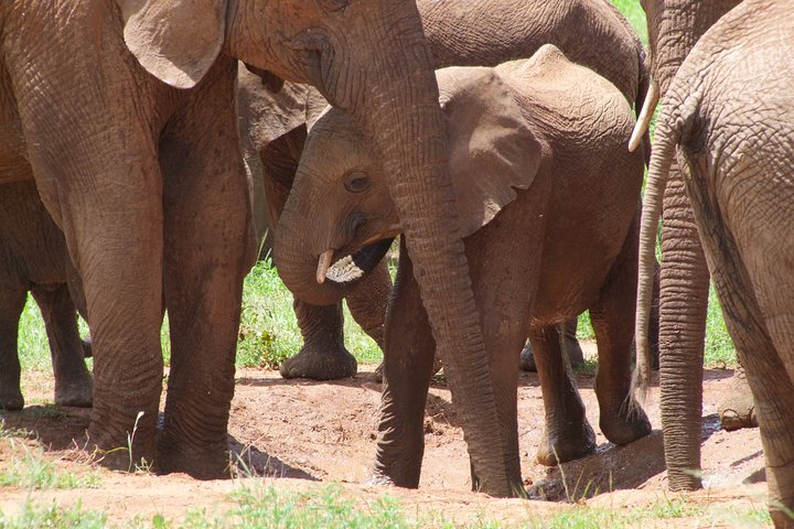 2 Days Tsavo East and Ngutuni Sanctuary.