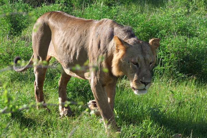 2 Days Tsavo East and Ngutuni Sanctuary.