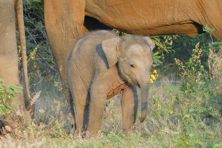 Yala National Park Safari Tours - Half Day & Full Day