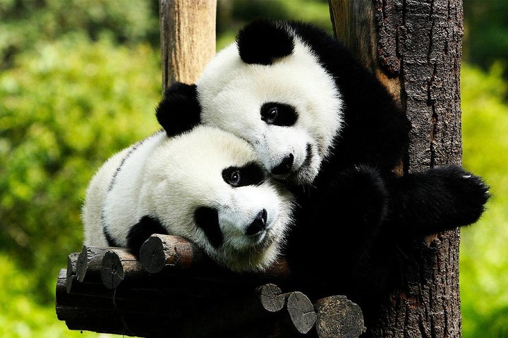 Private Chengdu Highlights Day Trip: Panda Base and City from Chongqing by Train