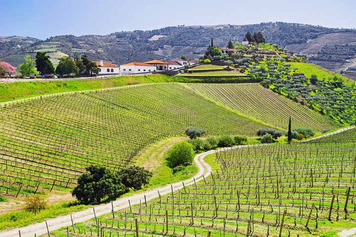 Douro Valley Tour: Wine Tasting, Cruise and Lunch from Porto