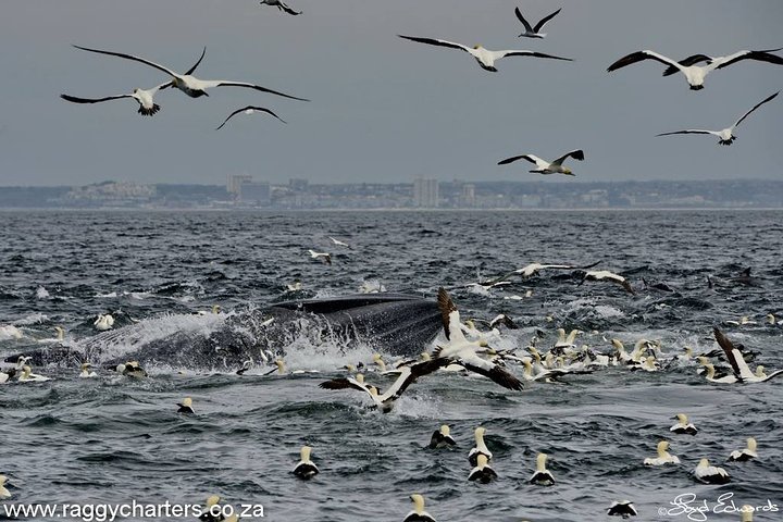 Whale, Dolphin & Penguin Island Cruise