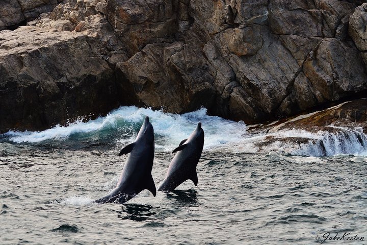 Whale, Dolphin & Penguin Island Cruise