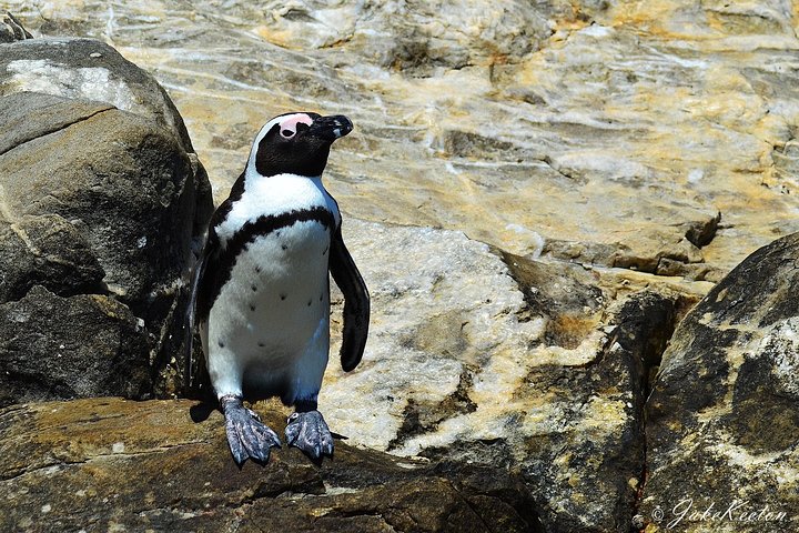 Whale, Dolphin & Penguin Island Cruise