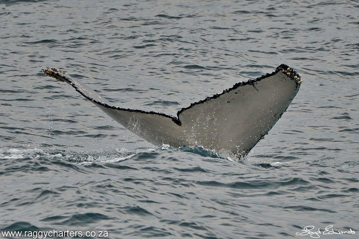 Whale, Dolphin & Penguin Island Cruise