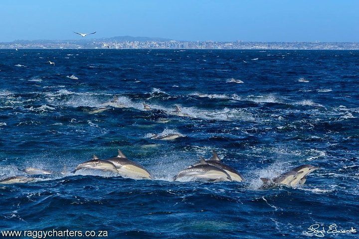 Whale, Dolphin & Penguin Island Cruise