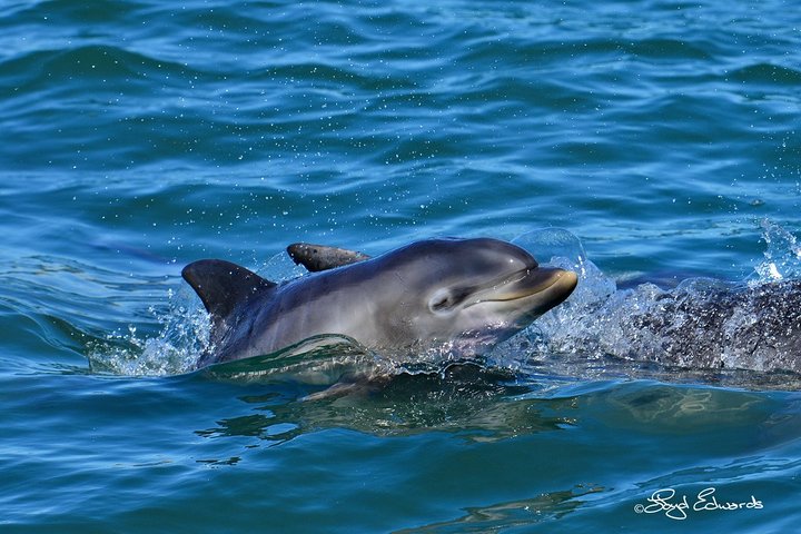 Whale, Dolphin & Penguin Island Cruise