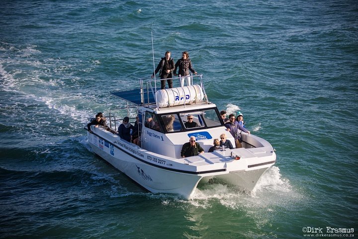 Whale, Dolphin & Penguin Island Cruise