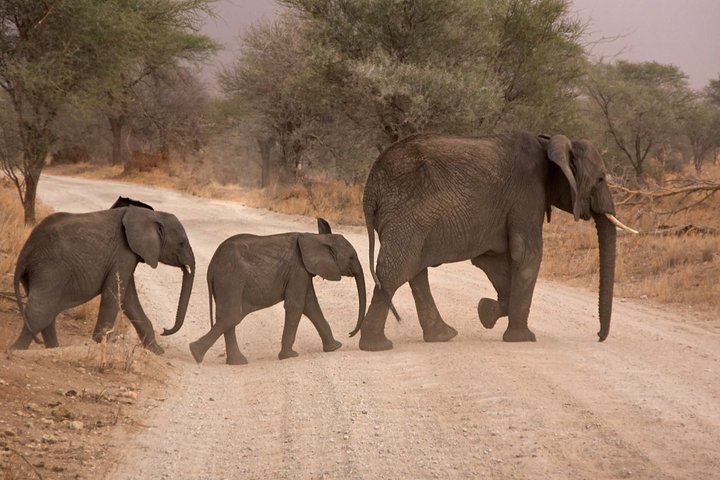 Durban: Big 5 Safari - Open Safari Vehicle at Exclusive Reserve